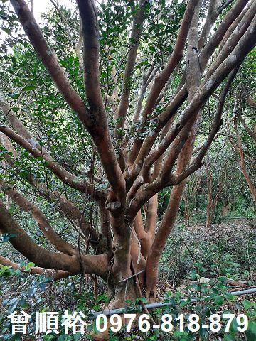 新竹關西農地-13