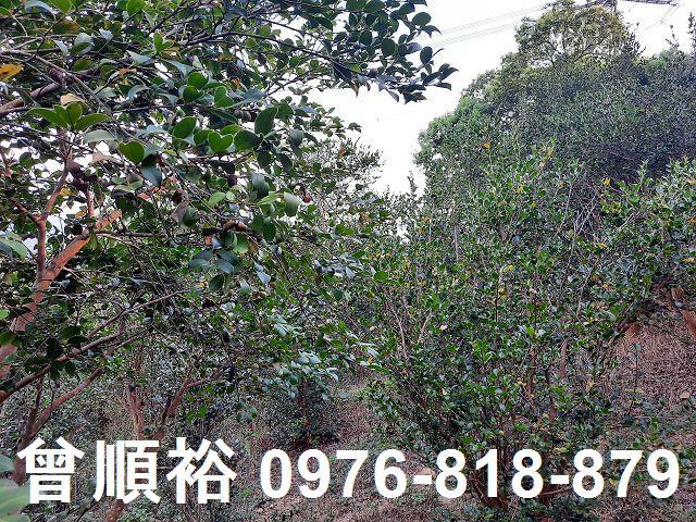 新竹關西農地-2