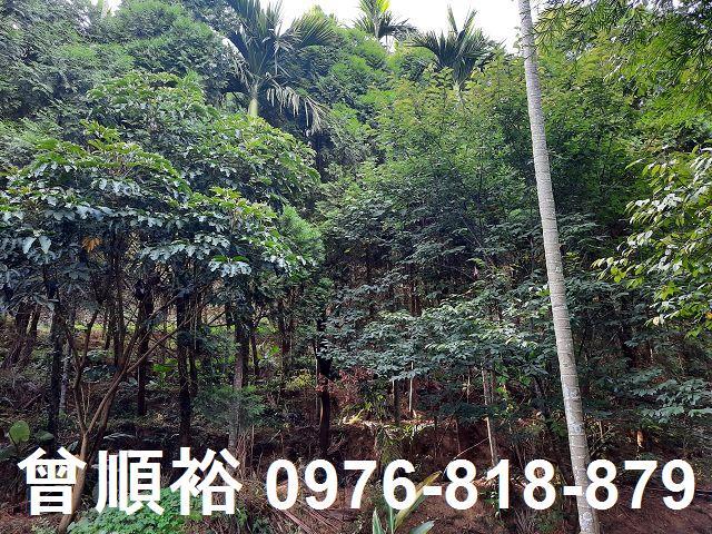 新竹關西農地-3