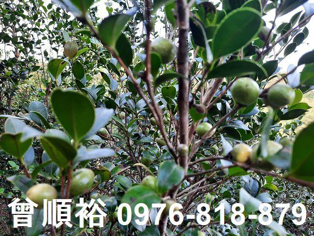 新竹關西農地-4