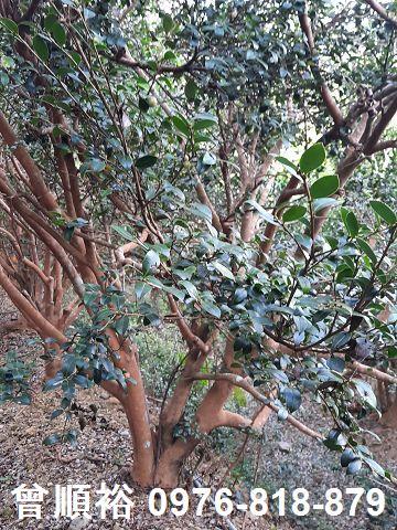 新竹關西農地-5