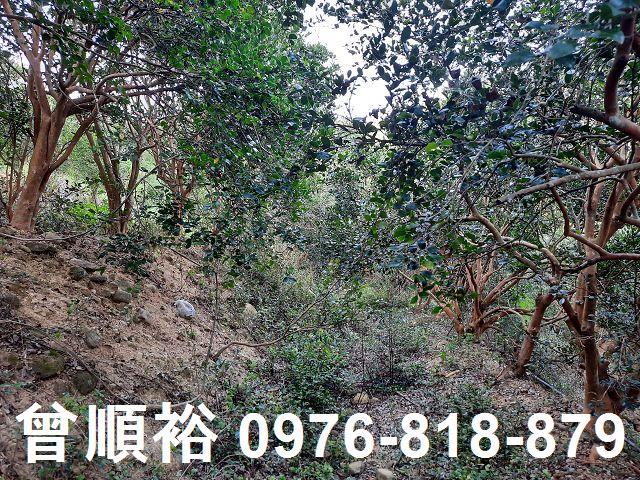 新竹關西農地-8