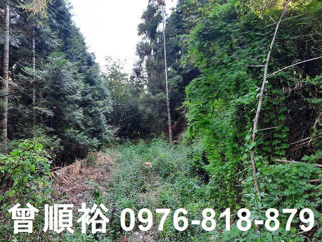 新竹關西農地-9