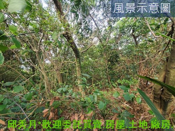 新北三芝農地-4