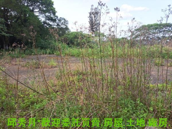 新北淡水農地-7