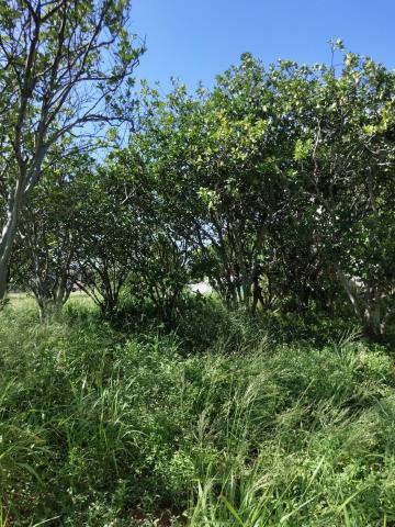 桃園新屋農地-1