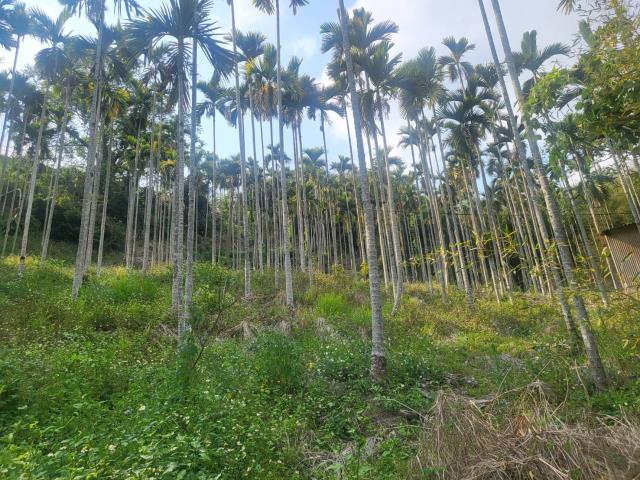 台中東勢農地-1