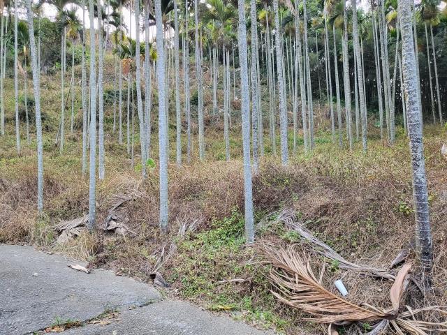 台中東勢農地-3