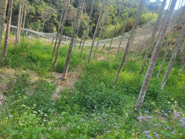 台中東勢農地-2