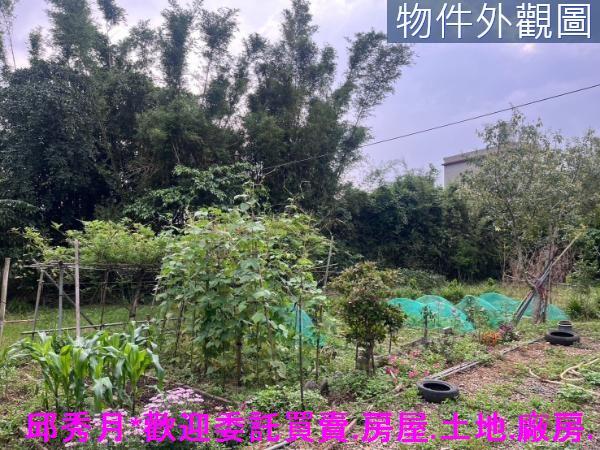 新北淡水農地-5