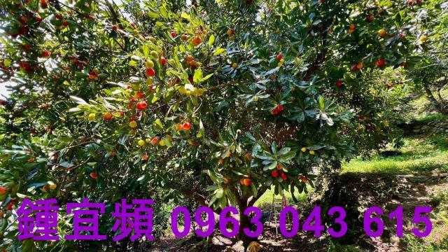 新竹芎林農地-12