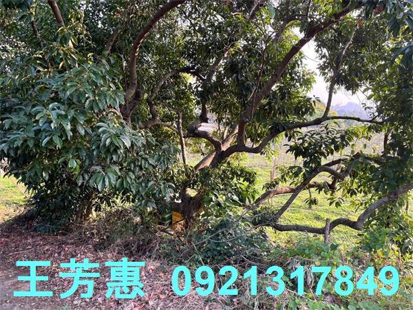 台中后里農地-14