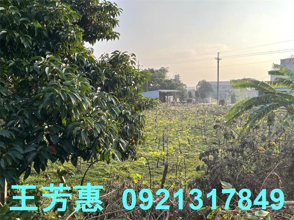 台中后里農地-5