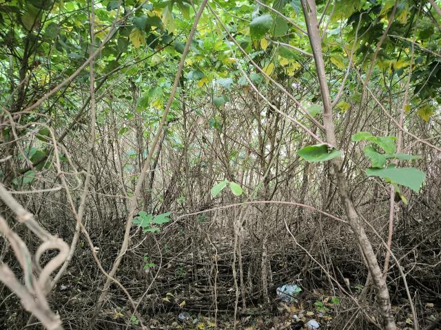 新北八里工業地-2