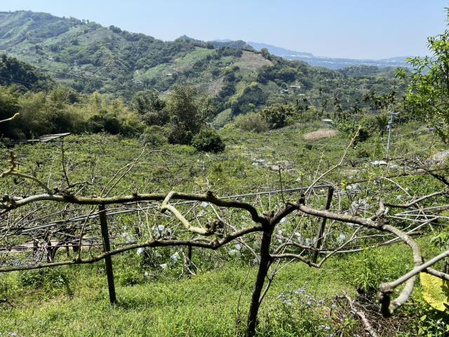 台中東勢農地-6