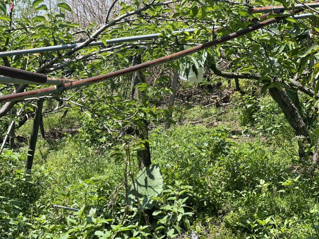 台中東勢農地-8