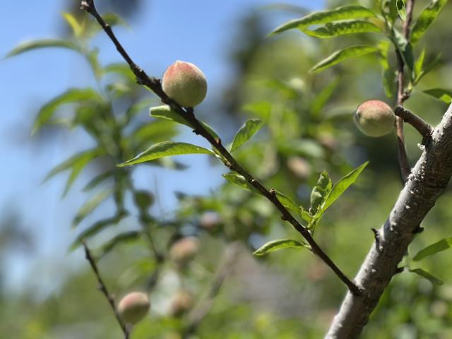 台中東勢農地-1