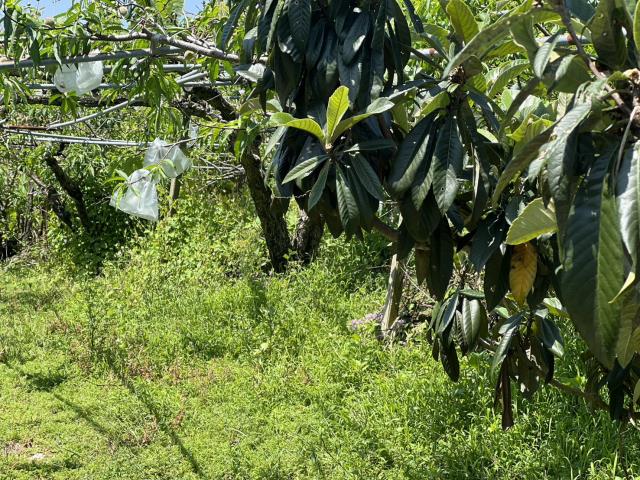 台中東勢農地-9