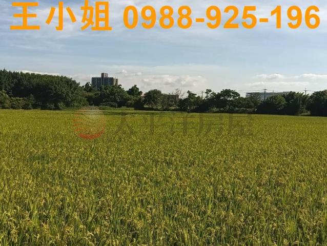 桃園大園農地-1