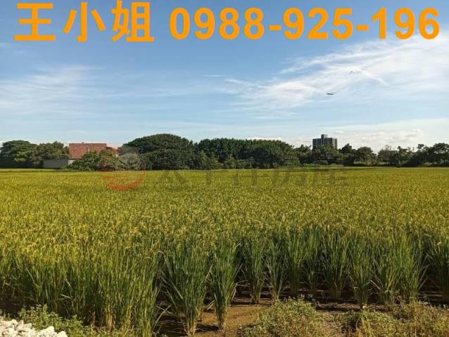 桃園大園農地-2