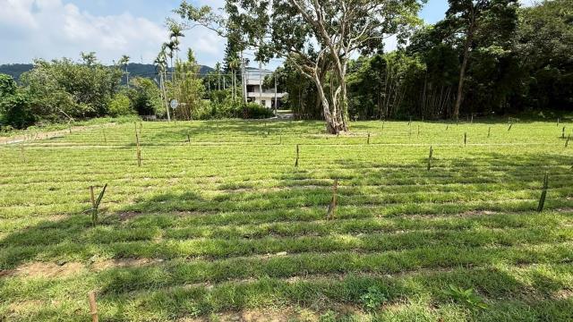 新竹關西農地-10