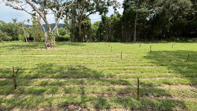 新竹關西農地-11