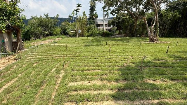 新竹關西農地-12