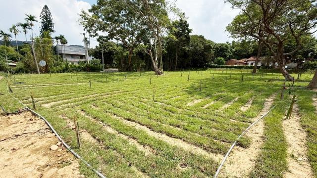 新竹關西農地-3