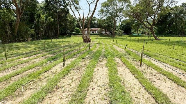 新竹關西農地-4