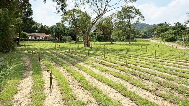 新竹關西農地-5