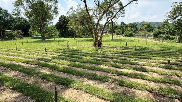 新竹關西農地-6