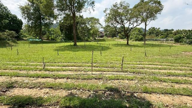 新竹關西農地-7