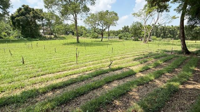 新竹關西農地-8