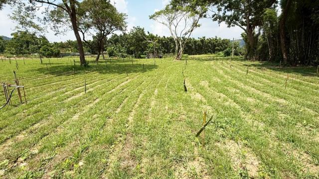 新竹關西農地-9