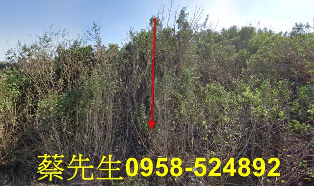 四湖農地法拍-9
