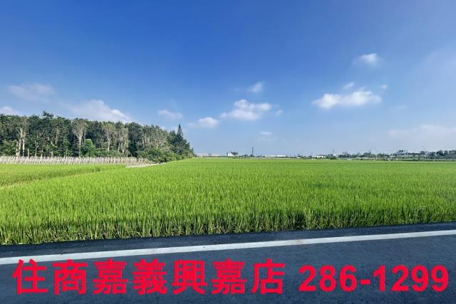 水上農地-2