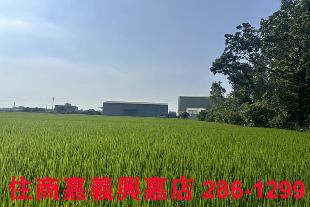 水上農地-3