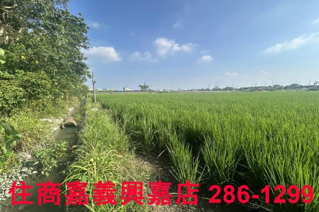 水上農地-7