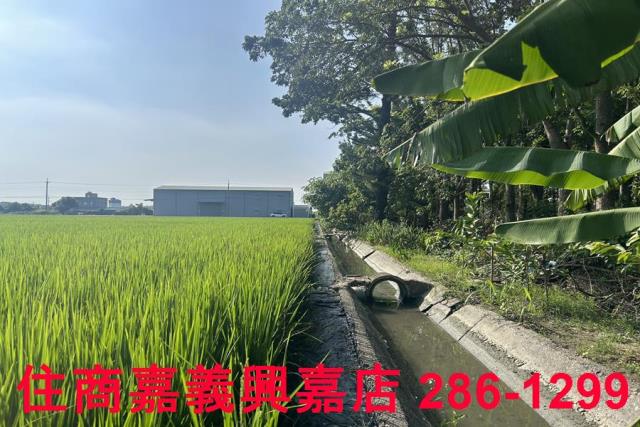 水上農地-8