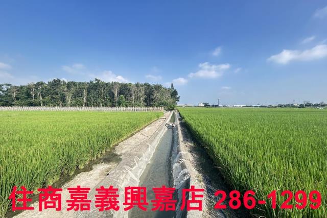 水上農地-9