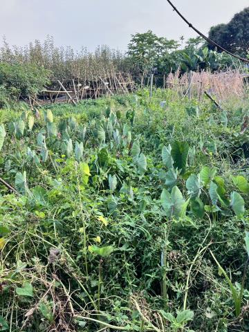 台中東勢農地-2