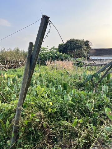 台中東勢農地-4