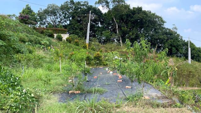 新竹寶山農地-11