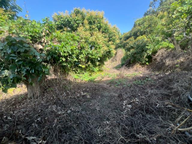 台中太平農地-8