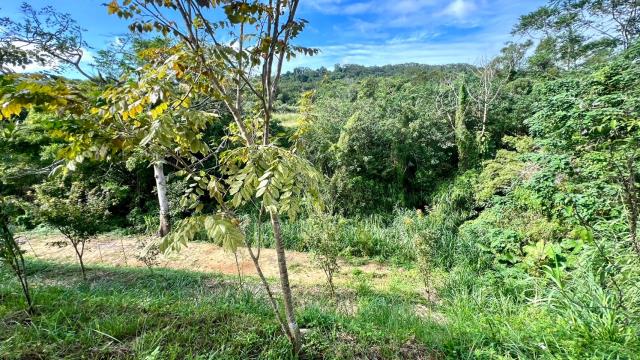 新竹竹東農地-8