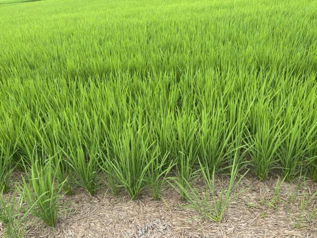 台中大雅農地-1